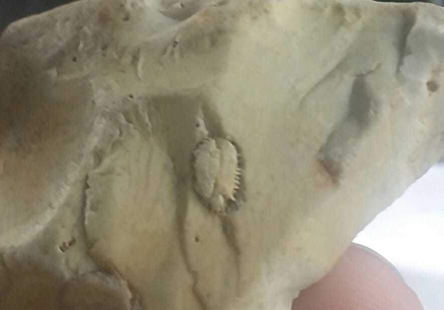 fossil