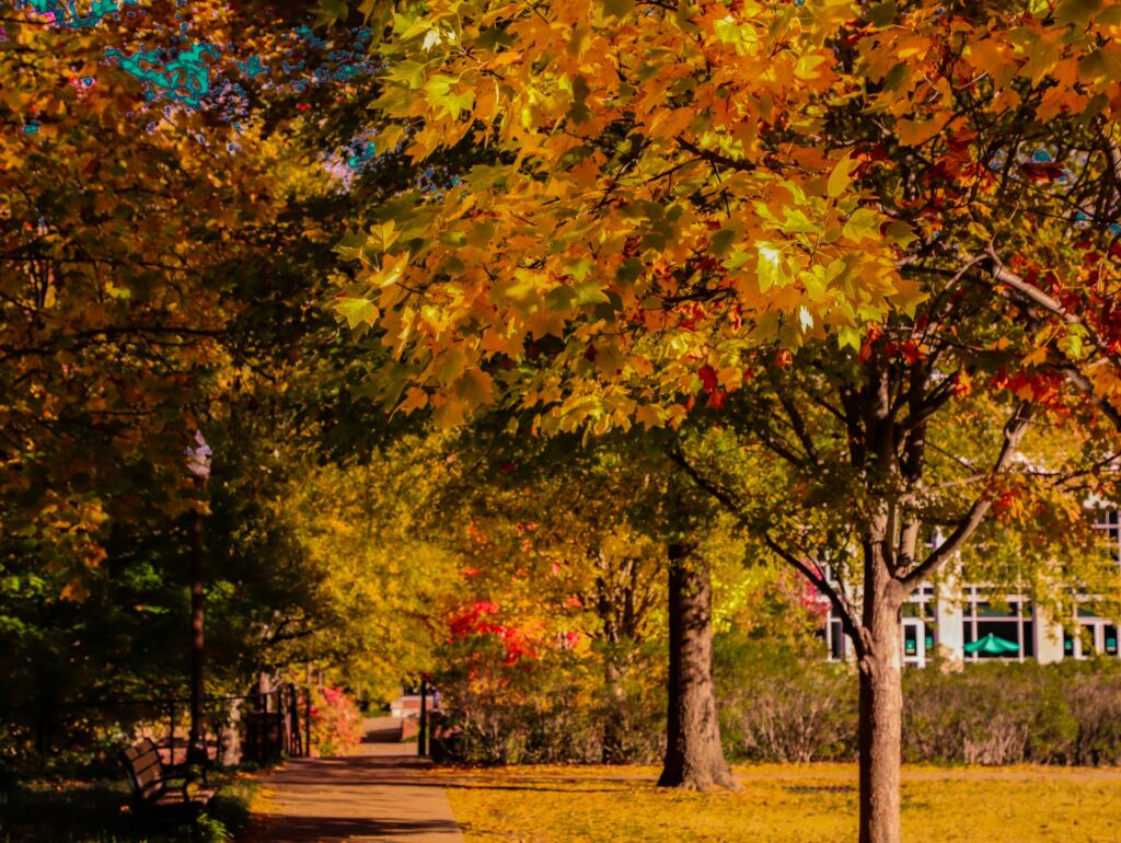Fall leaves at Vanderbilt University.